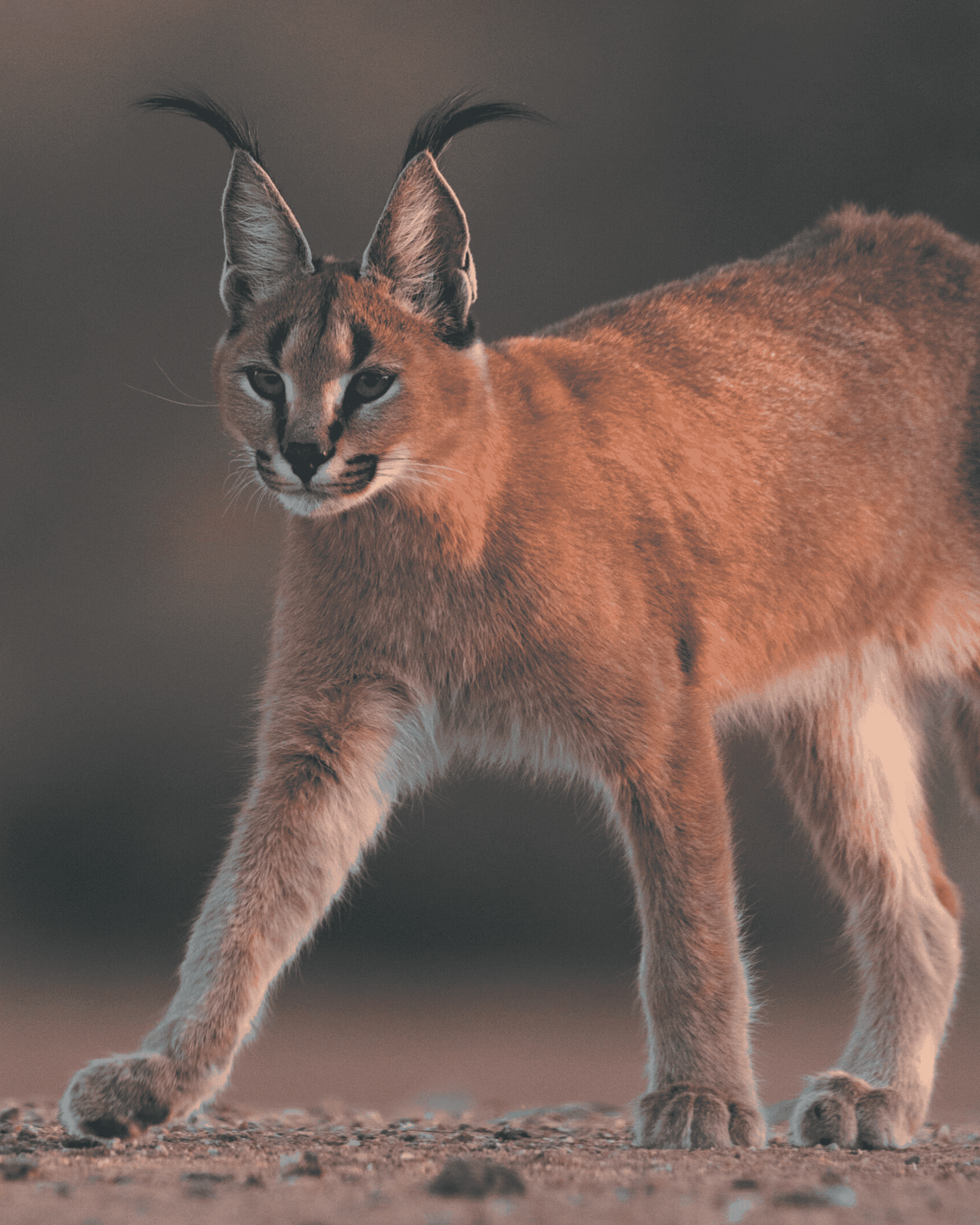 Caracal