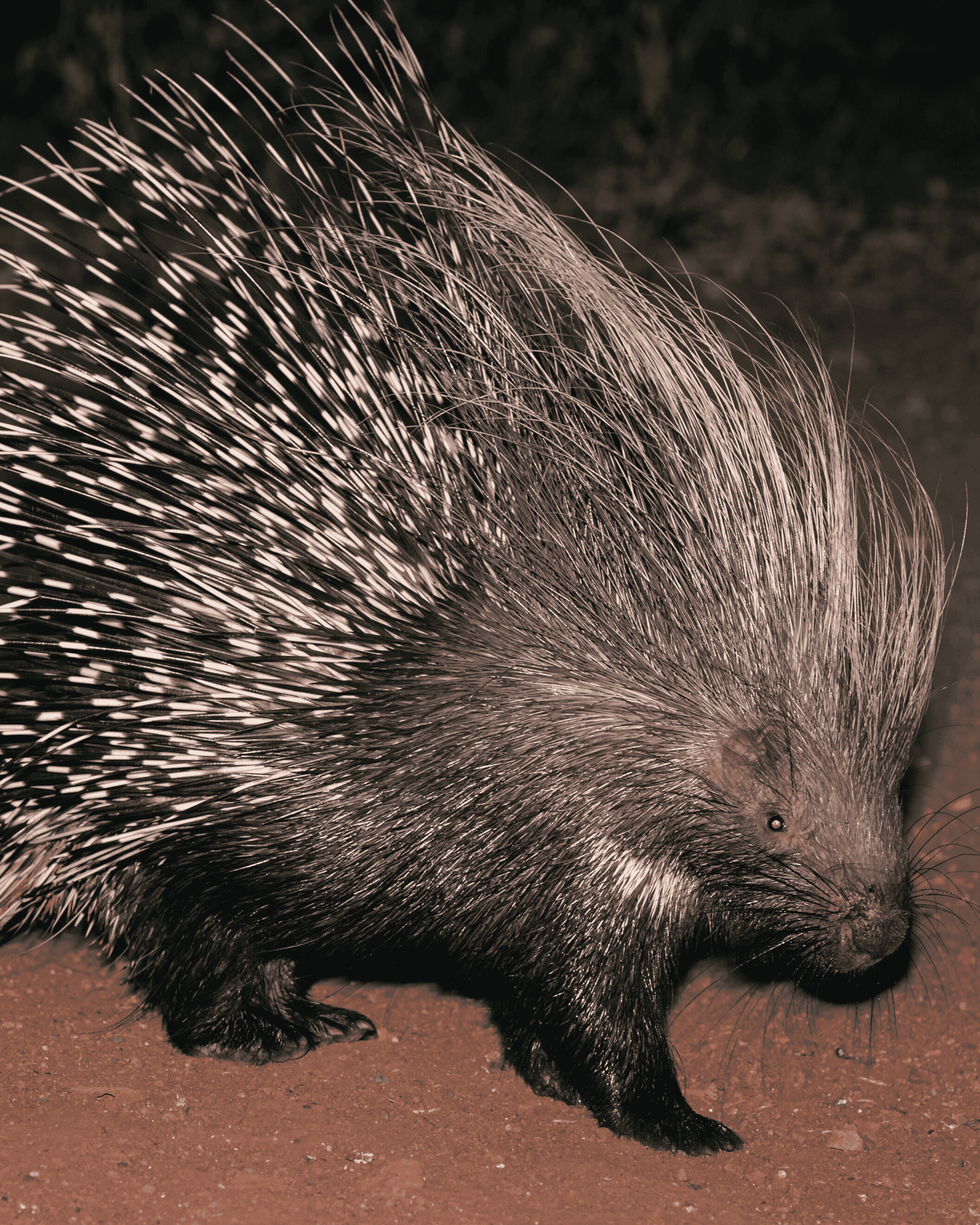 Porcupine