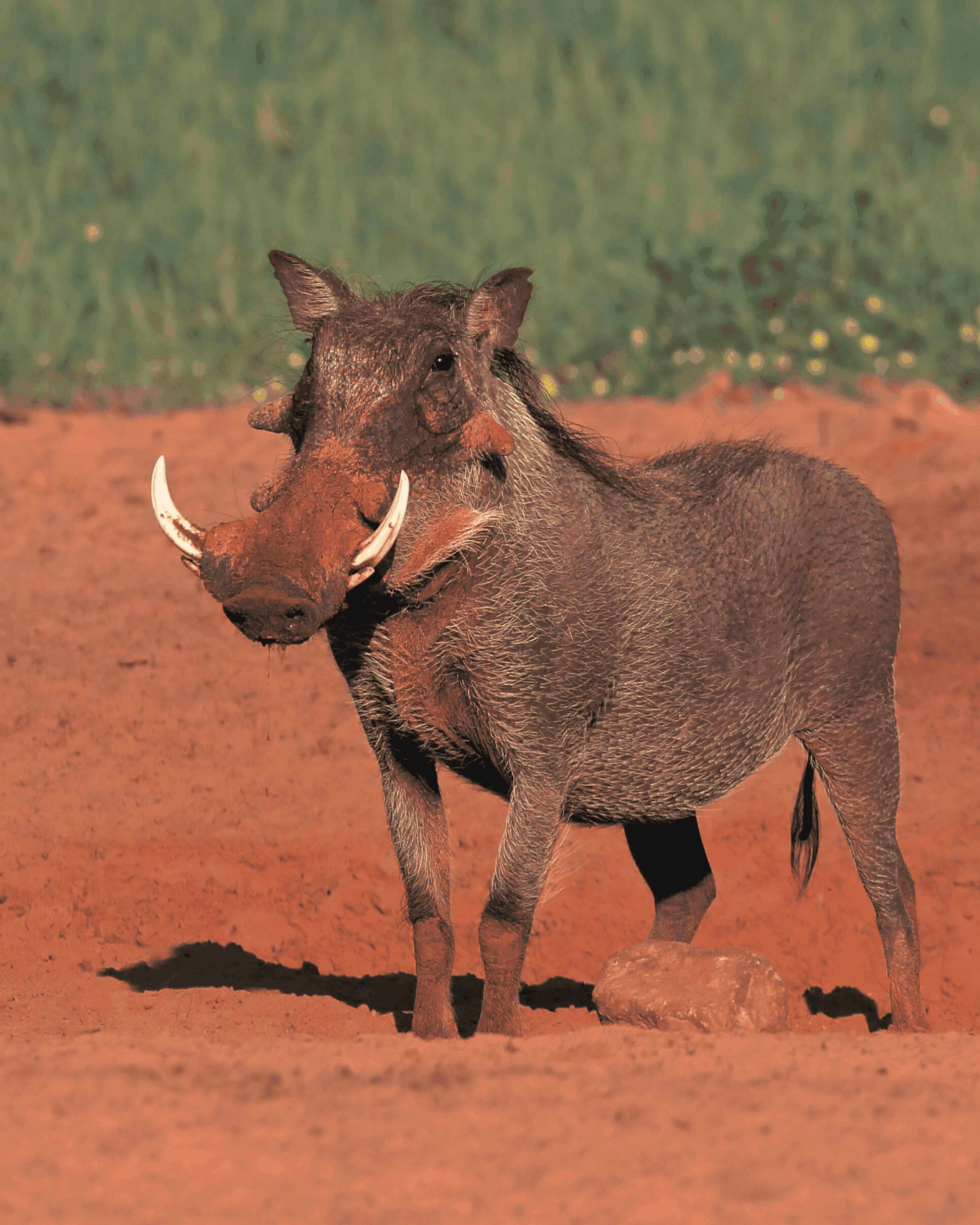 Warthog